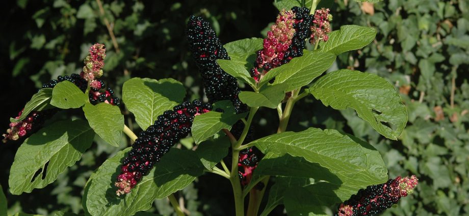 Phytolacca plant