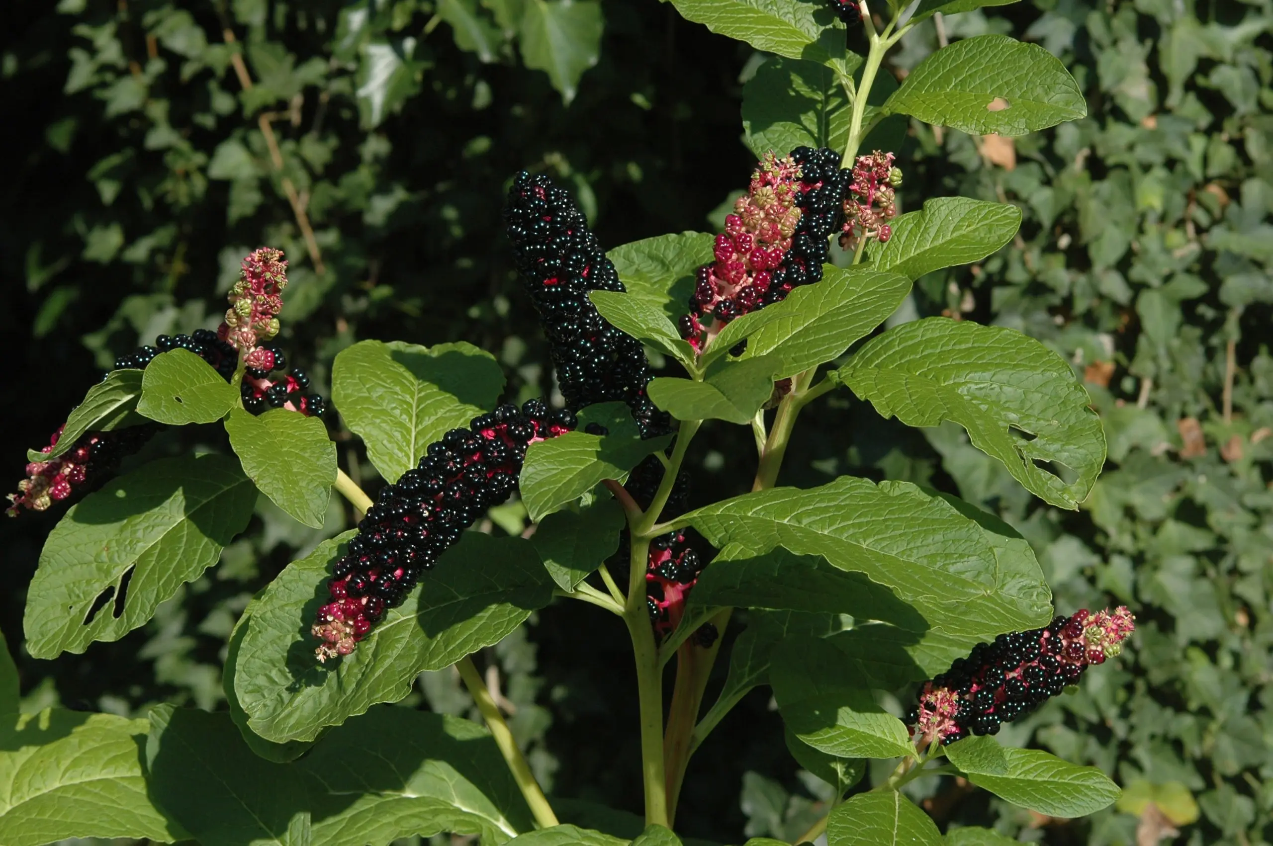 Phytolacca plant