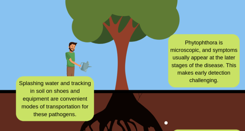 Phytophthora contamination of the earth: how and how to cultivate the soil