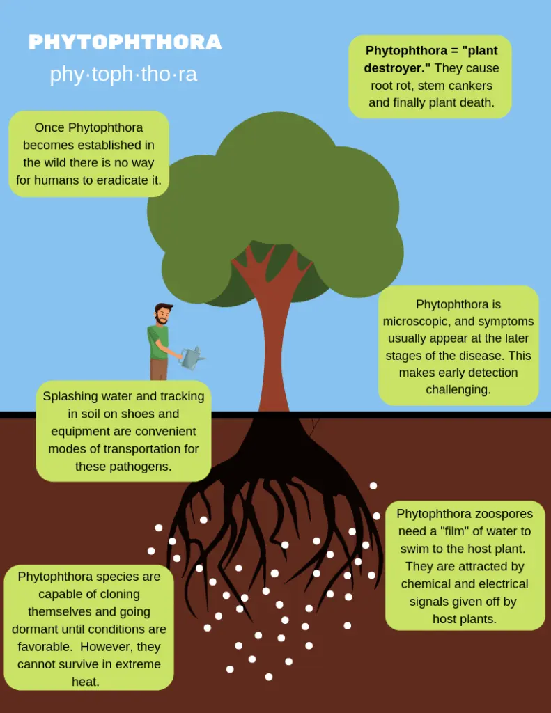 Phytophthora contamination of the earth: how and how to cultivate the soil