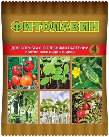 Phytophthora (late blight) of cucumbers in a greenhouse: how to fight, photo, description, treatment with folk remedies