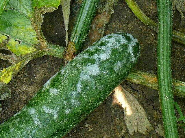 Phytophthora (late blight) of cucumbers in a greenhouse: how to fight, photo, description, treatment with folk remedies