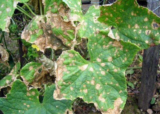 Phytophthora (late blight) of cucumbers in a greenhouse: how to fight, photo, description, treatment with folk remedies