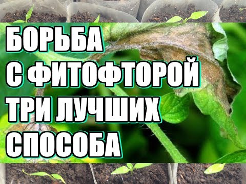 Phytophthora (late blight) of cucumbers in a greenhouse: how to fight, photo, description, treatment with folk remedies