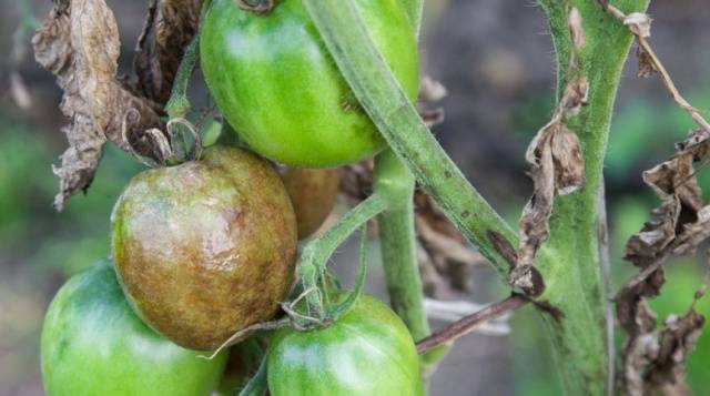 Phytophthora on tomatoes: how to deal with folk remedies