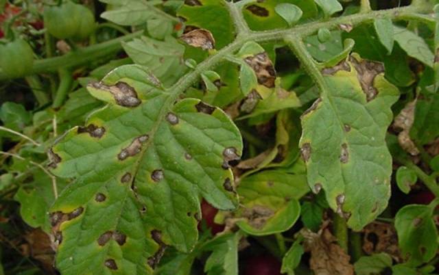 Phytophthora on tomatoes: how to deal with folk remedies