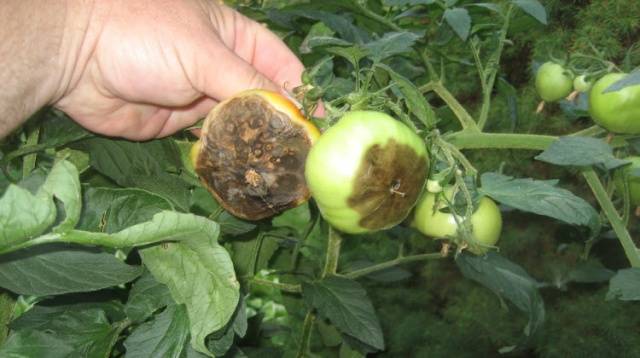 Phytophthora on tomatoes: how to deal with folk remedies