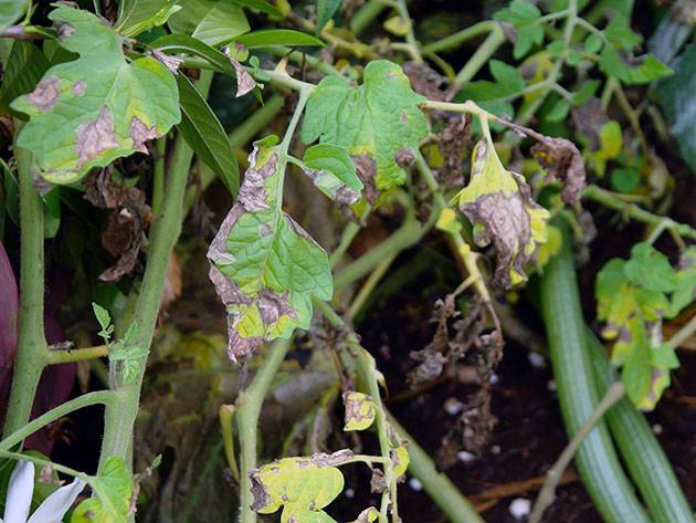 Phytophthora on tomatoes: how to deal with folk remedies