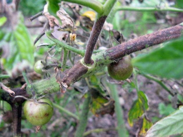 Phytophthora on tomatoes: how to deal with folk remedies