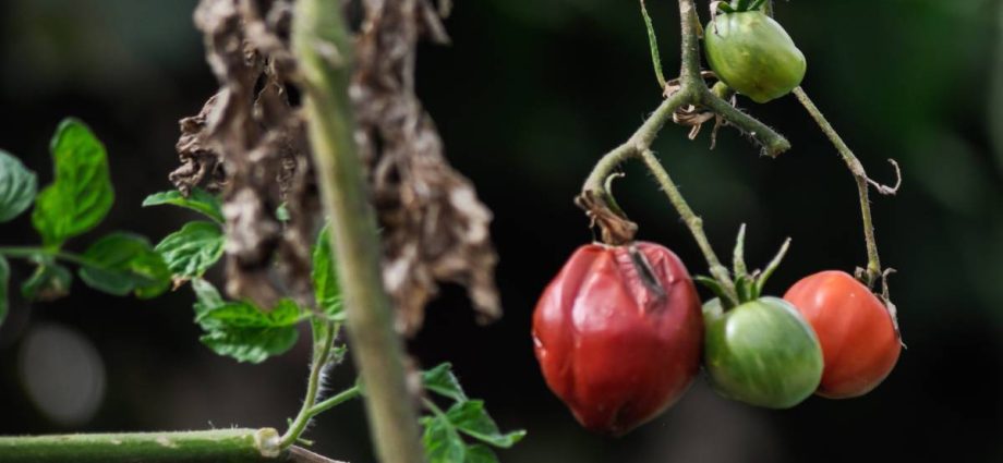 Phytophthora on tomatoes: how to deal with folk remedies