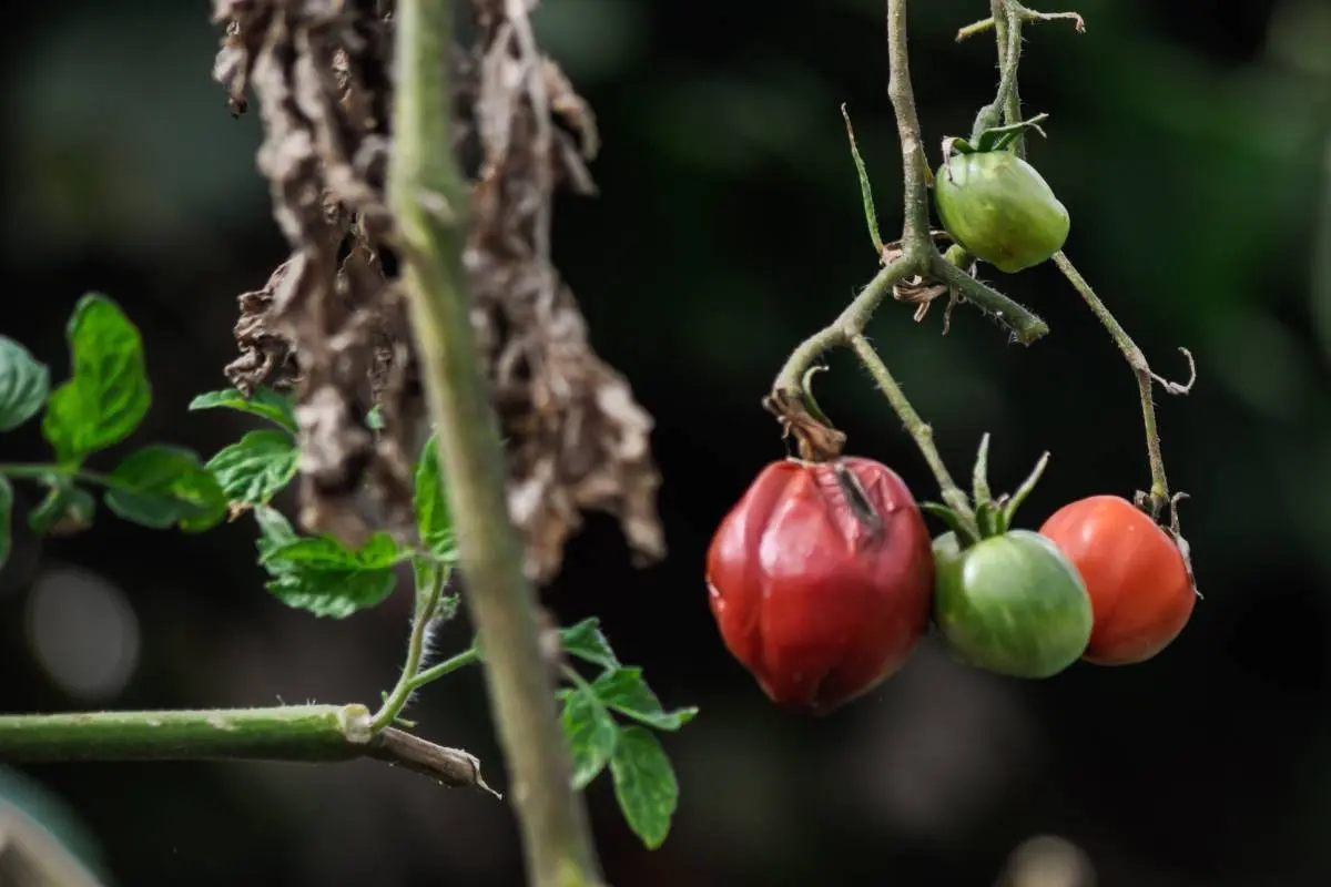 Phytophthora on tomatoes: how to deal with folk remedies