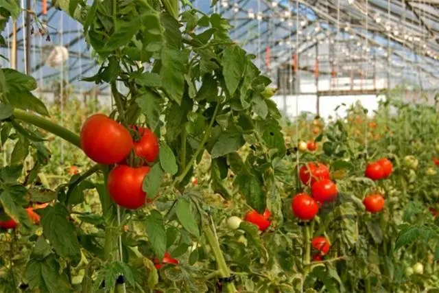 Phytophthora on tomatoes: treatment