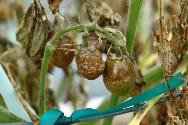 Phytophthora on tomatoes: treatment