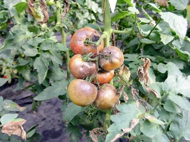 Phytophthora preparations on tomatoes 