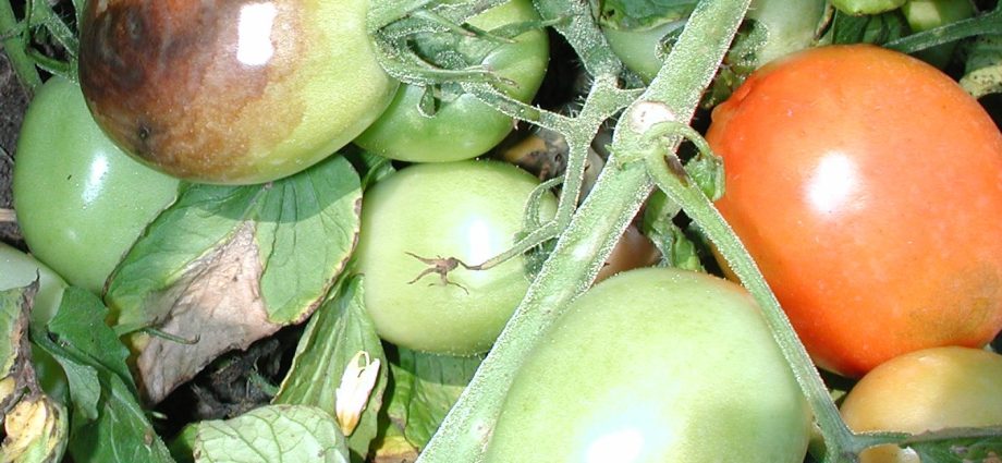 Phytophthora preparations on tomatoes 