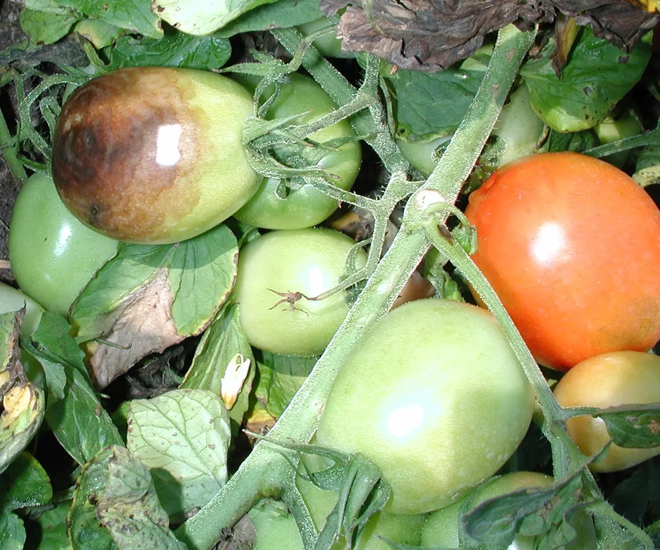 Phytophthora preparations on tomatoes 