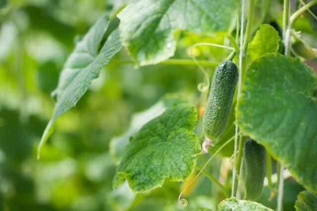 Phytosporin for cucumbers: use for diseases, during fruiting, when planting