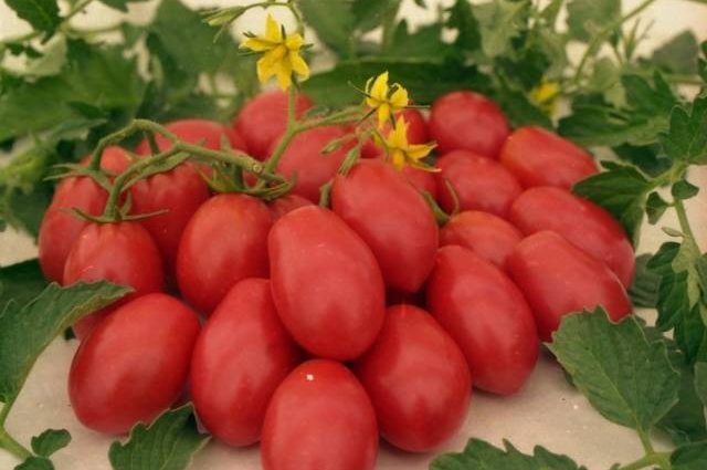 Phytosporin treatment tomato 