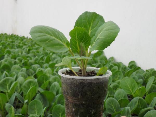 Picking cabbage at home