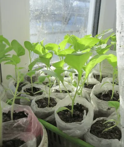 Picking cabbage at home