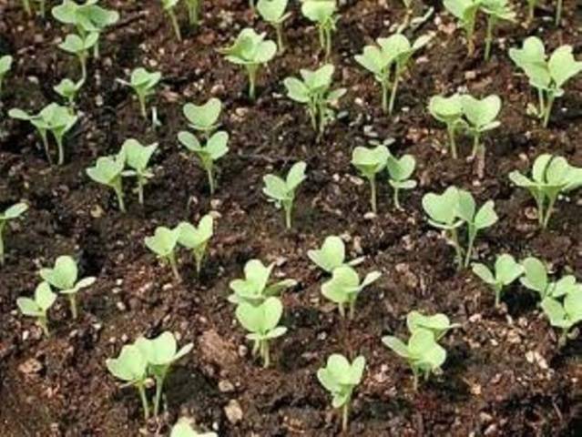 Picking cabbage at home