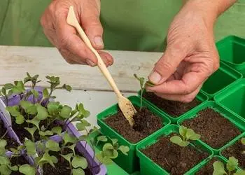 Picking cabbage at home