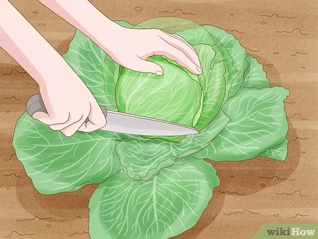 Picking cabbage at home