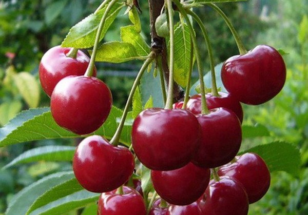 Picking cherry fruits: enjoying the grown harvest