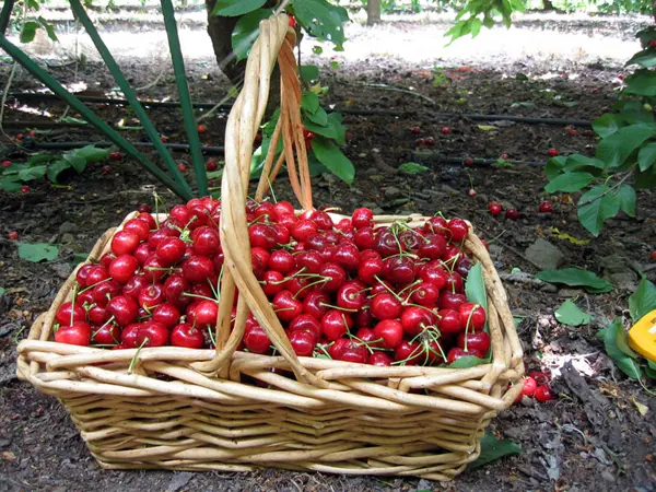 Picking cherry fruits: enjoying the grown harvest