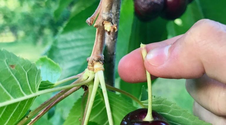 Picking cherry fruits: enjoying the grown harvest