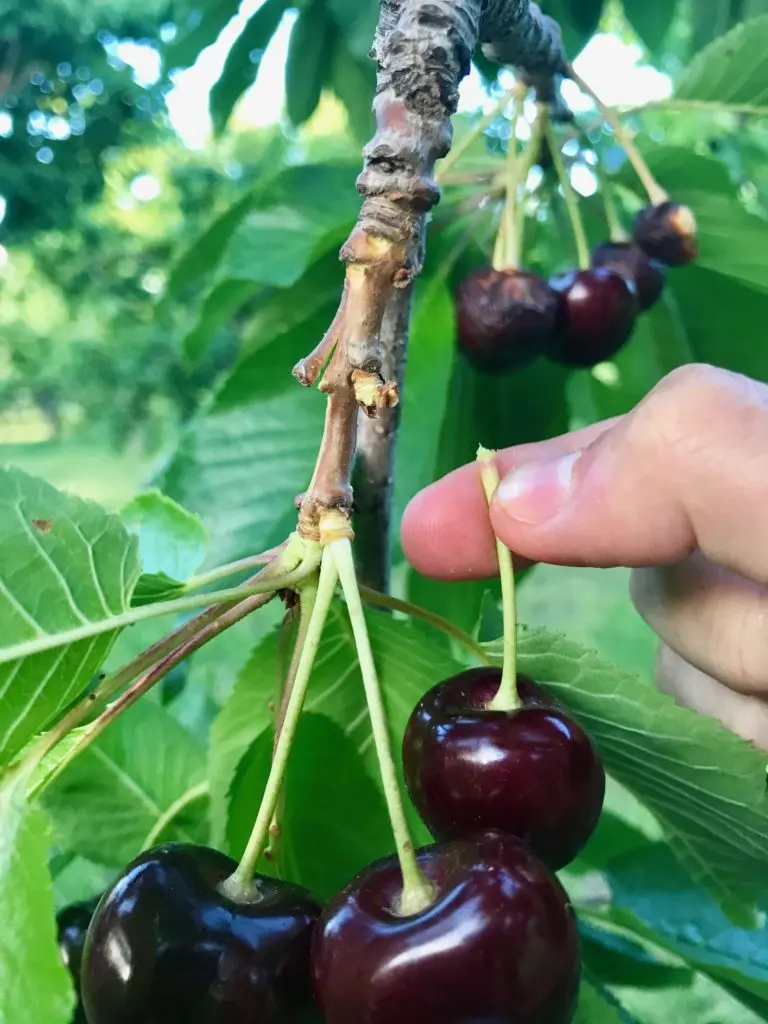 Picking cherry fruits: enjoying the grown harvest