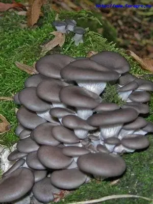 Picking oyster mushrooms: tips for beginner mushroom pickers