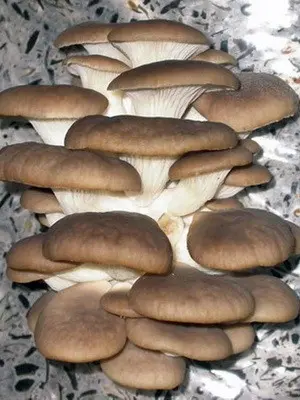 Picking oyster mushrooms: tips for beginner mushroom pickers