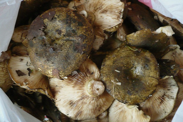 Pickled black mushrooms