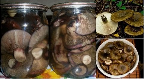 Pickled black mushrooms