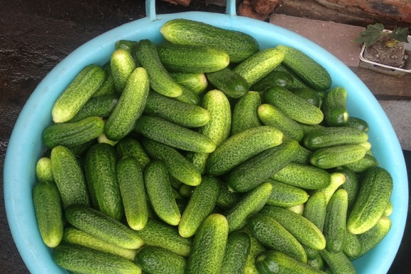 Pickled cucumbers Emerald: a recipe for the winter