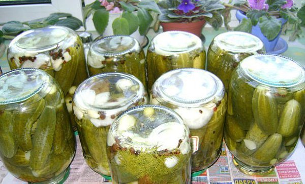 Pickled cucumbers like Bulgarian (in Bulgarian): the most delicious recipes for the winter with onions, carrots