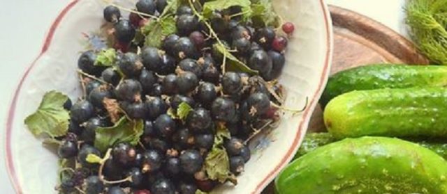 Pickled cucumbers with blackcurrant