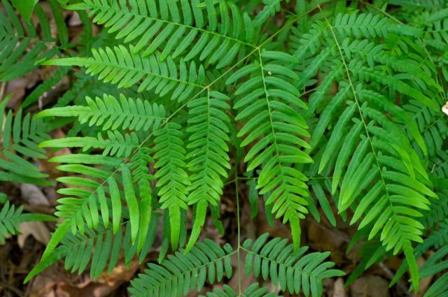 Pickled fern: 7 recipes