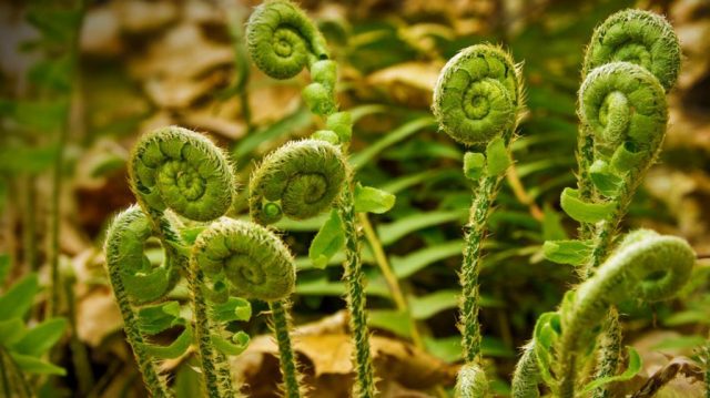 Pickled fern: 7 recipes