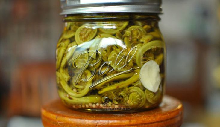 Pickled fern: 7 recipes