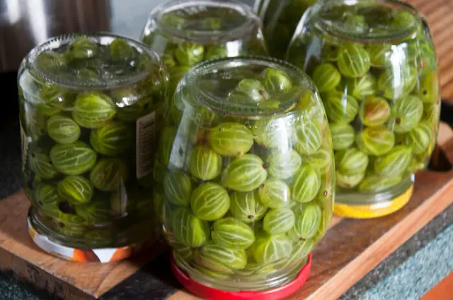 Pickled gooseberries with and without garlic: recipes for winter preparations