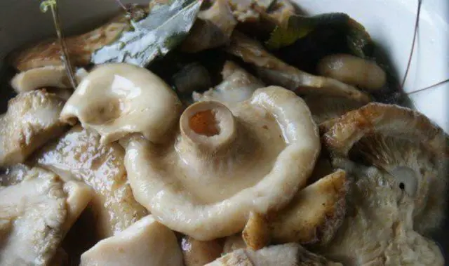 Pickled milk mushrooms: recipes for the winter, cold and hot cooking methods