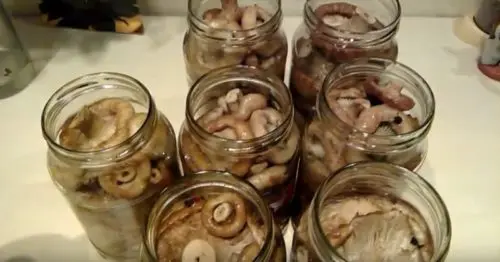 Pickled milk mushrooms: recipes for the winter, cold and hot cooking methods