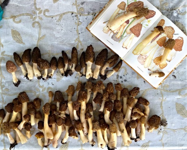 Pickled morels: cooking recipes