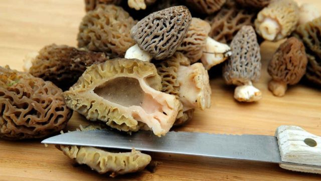 Pickled morels: cooking recipes