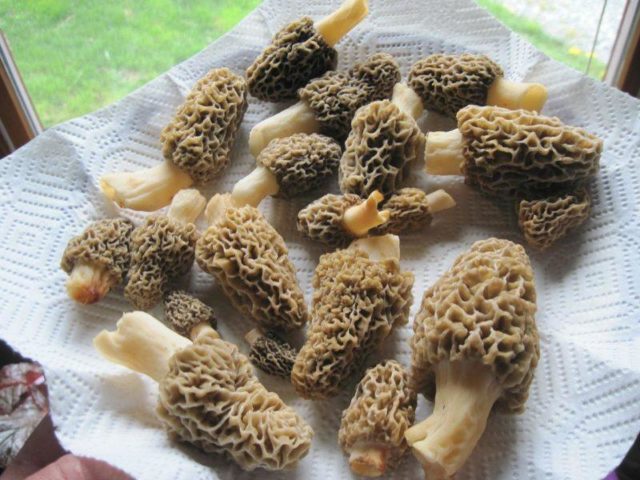 Pickled morels: cooking recipes