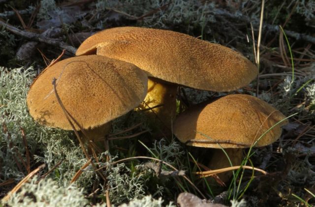 Pickled mushrooms: the best recipes for the winter