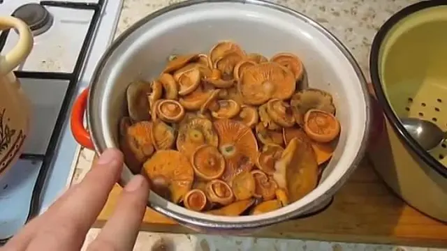 Pickled mushrooms without sterilization for the winter