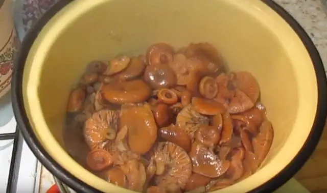 Pickled mushrooms without sterilization for the winter